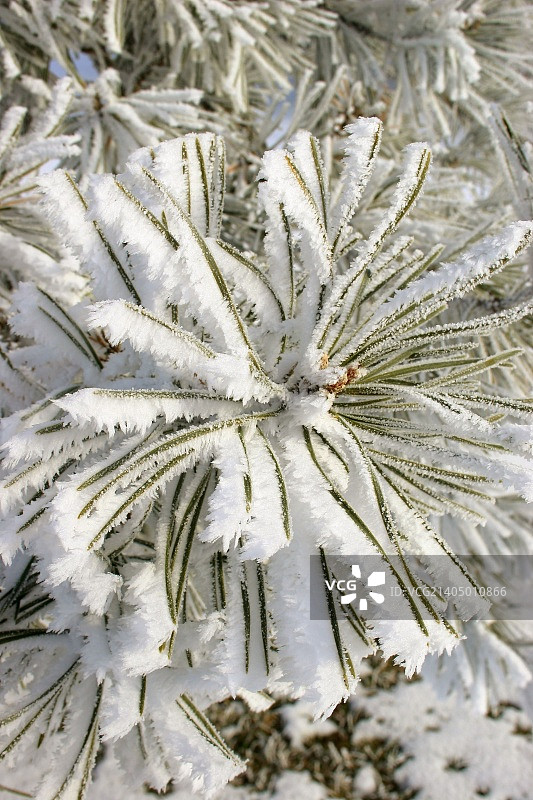苏格兰松针上的霜针（纽约）图片素材