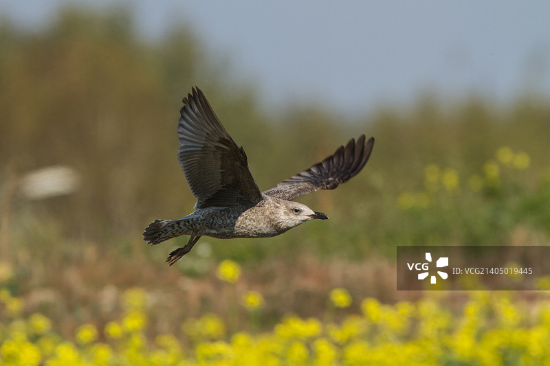 欧洲银鸥图片素材