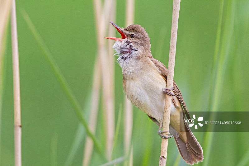 大苇莺图片素材