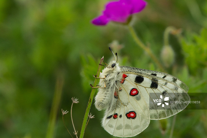 阿波罗绢蝶图片素材