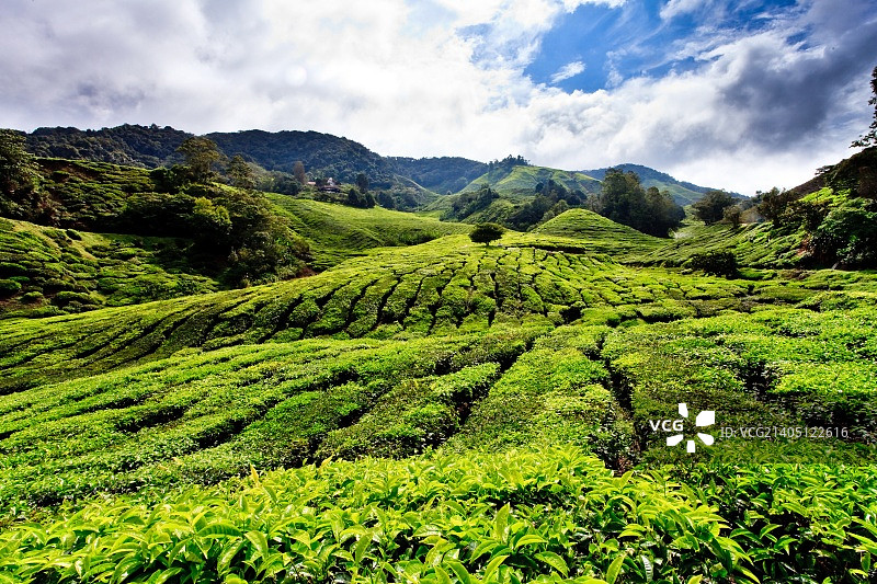 马来西亚金马仑高原茶园图片素材