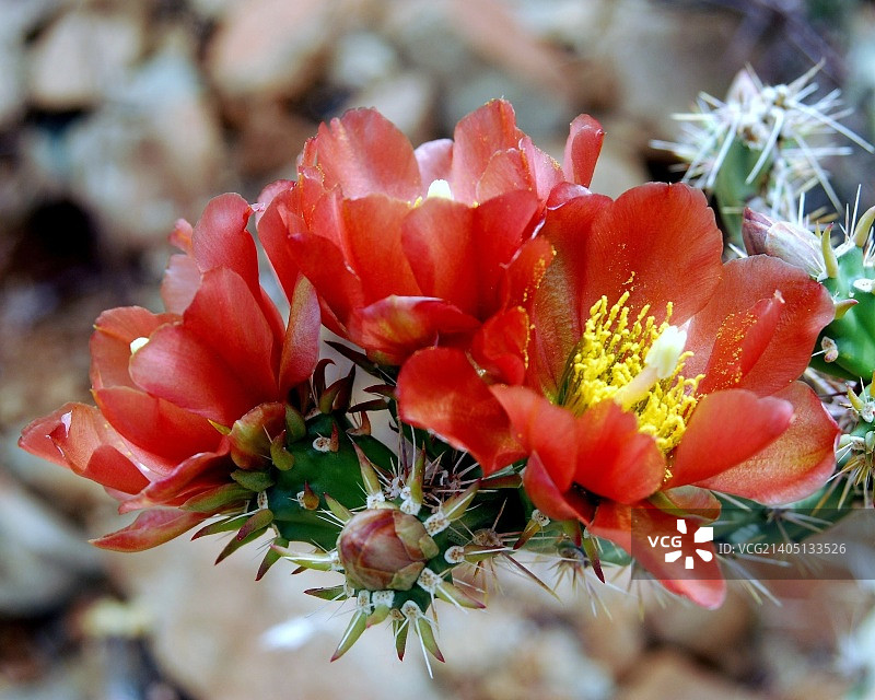 鹿角仙人掌图片素材