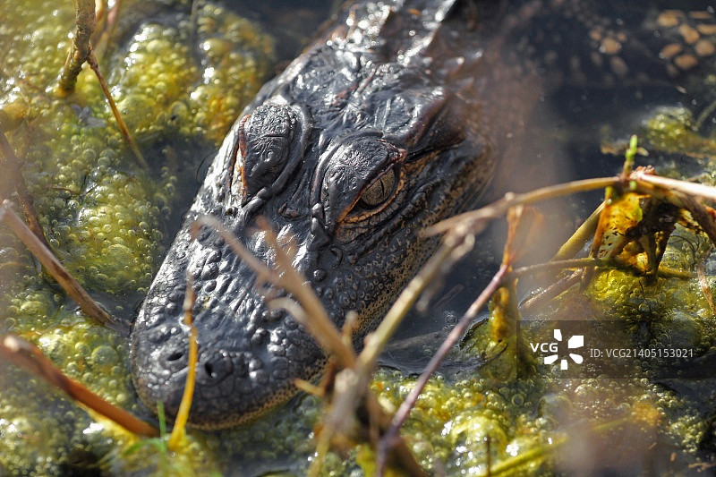 美洲鳄图片素材