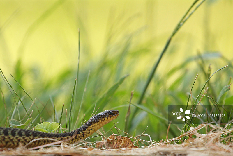 普通束带蛇图片素材