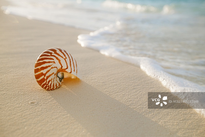 金色沙滩上的鹦鹉螺图片素材