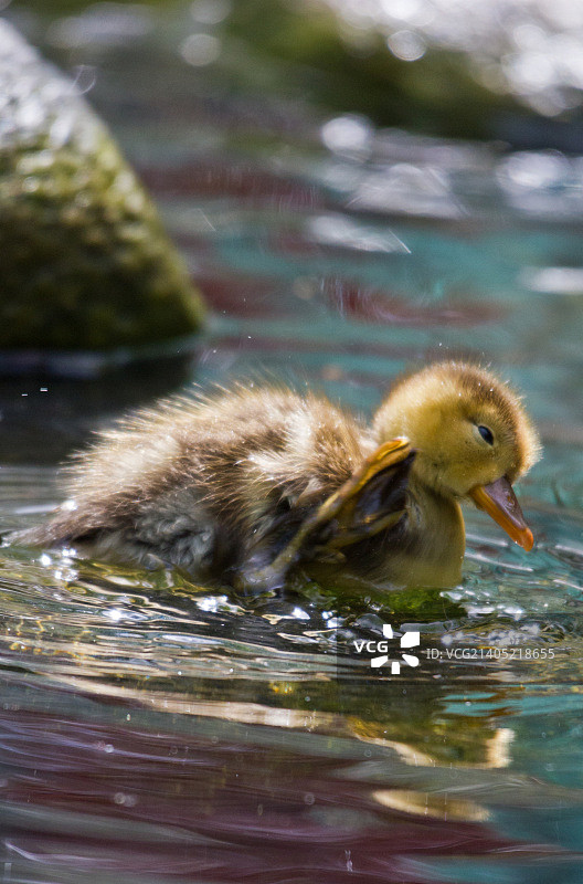 奥地利比绍夫斯霍芬图片素材