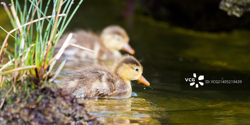 奥地利比绍夫斯霍芬图片素材