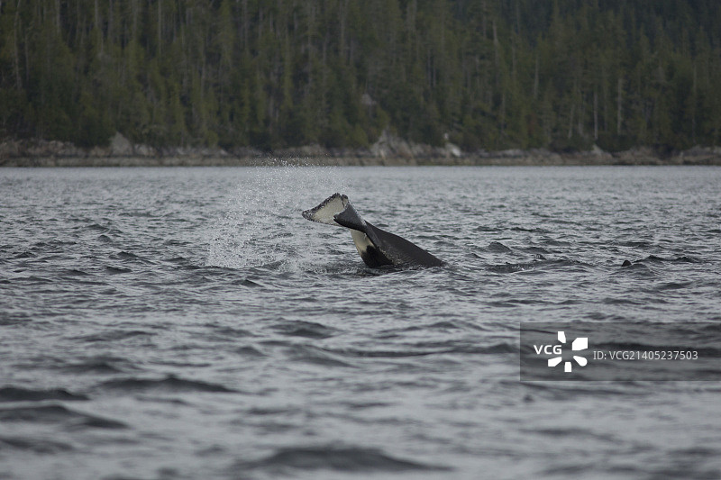 小虎鲸1图片素材
