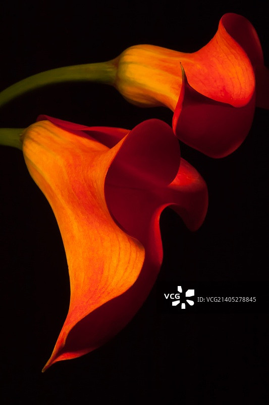 马蹄莲2图片素材