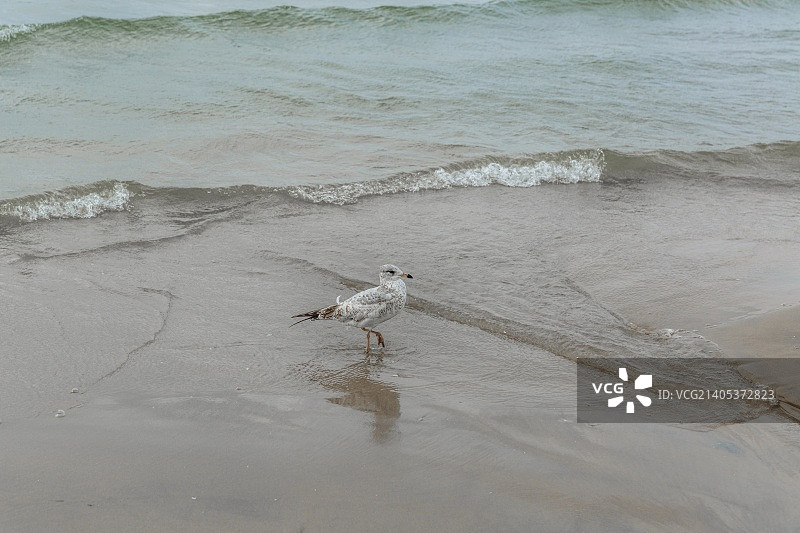 单腿站在水中的幼年环嘴鸥图片素材