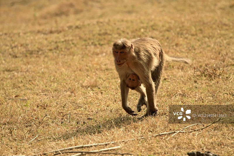 带幼崽的猕猴图片素材
