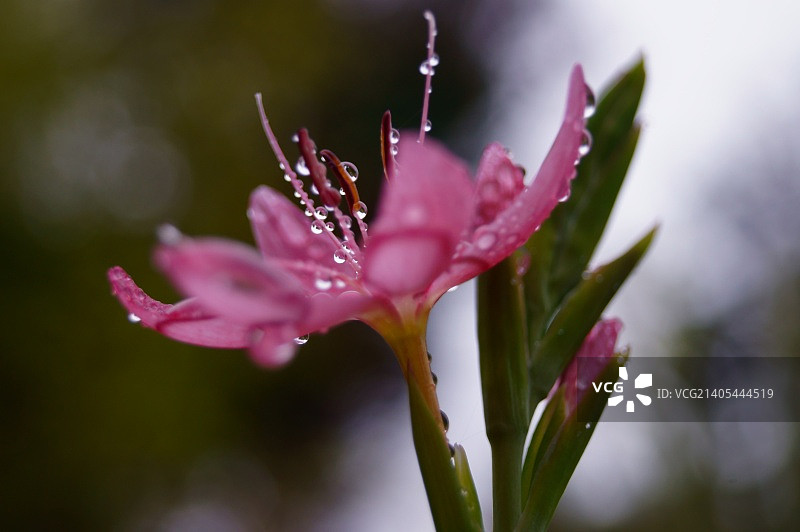 唐菖蒲图片素材