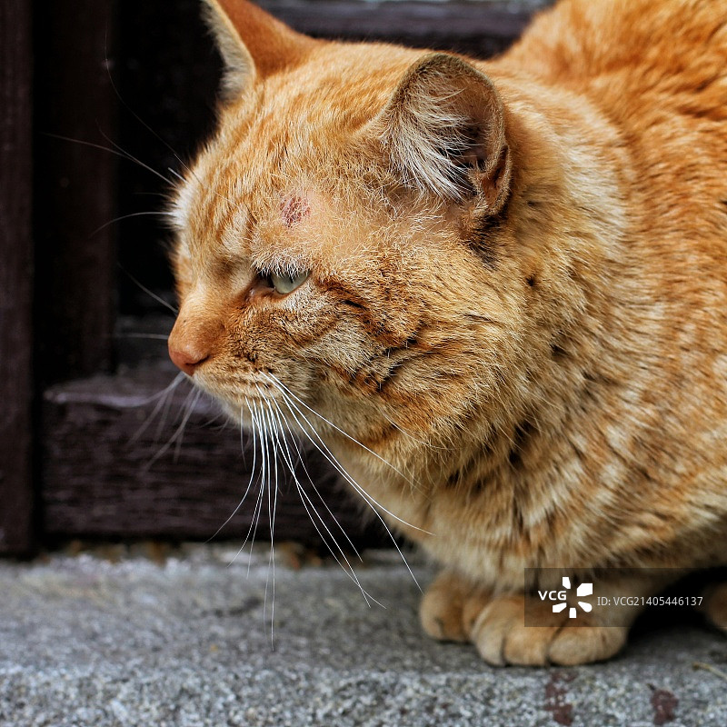 阿卢普卡，乌克兰图片素材