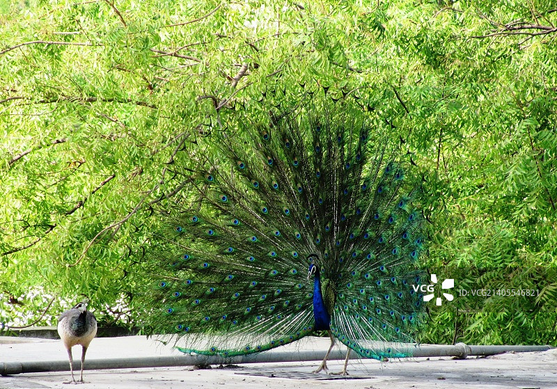 专属表演图片素材