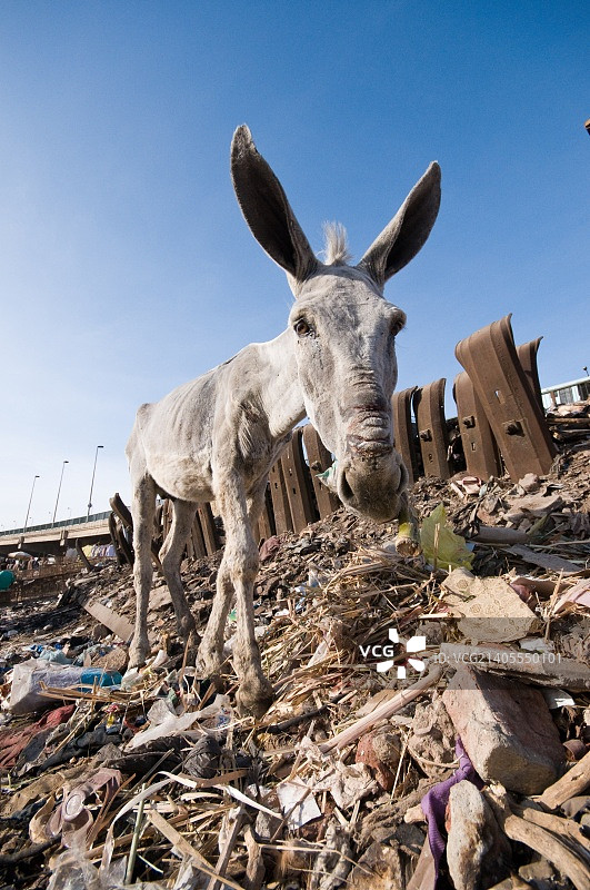 开罗古扎市场图片素材