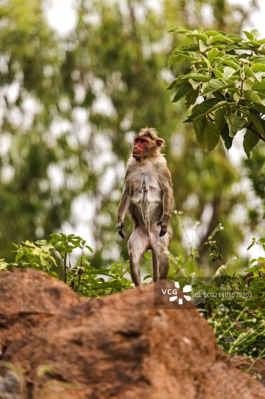 哨兵_恒河猴图片素材