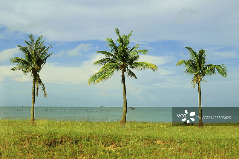 富国岛海滩上的树图片素材