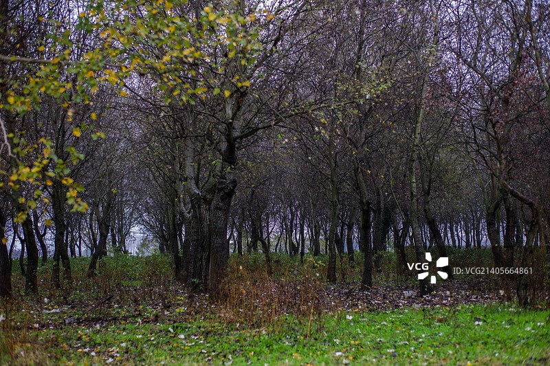 波河平原的森林图片素材