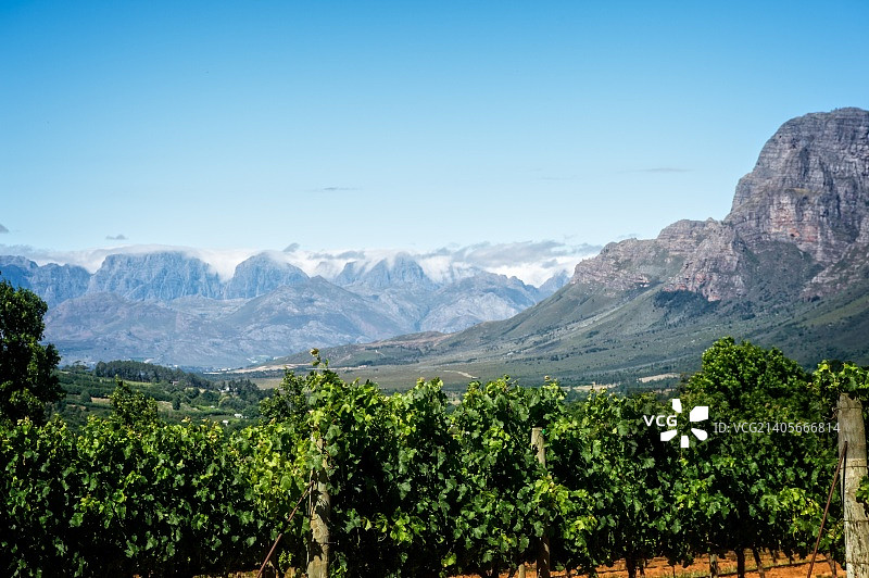 南非山丘上的葡萄酒产区图片素材