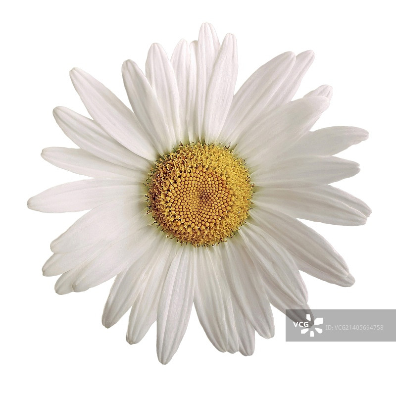 甘菊花图片素材