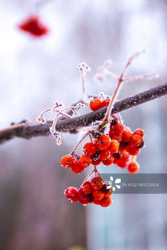 俄罗斯戈洛夫奇诺图片素材