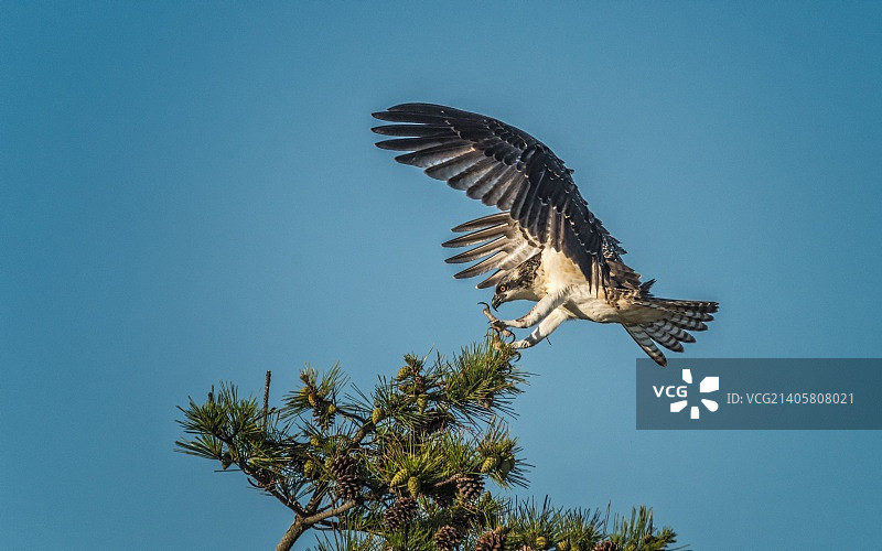 鱼鹰着陆图片素材