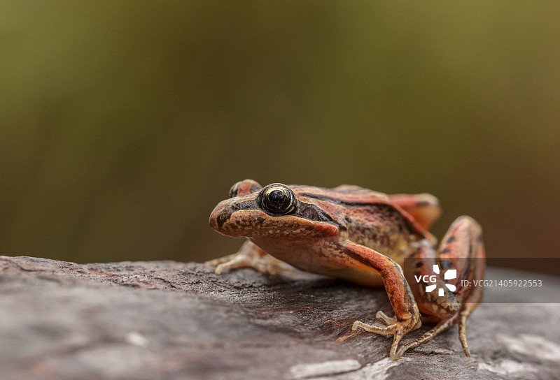 条纹沼蛙图片素材