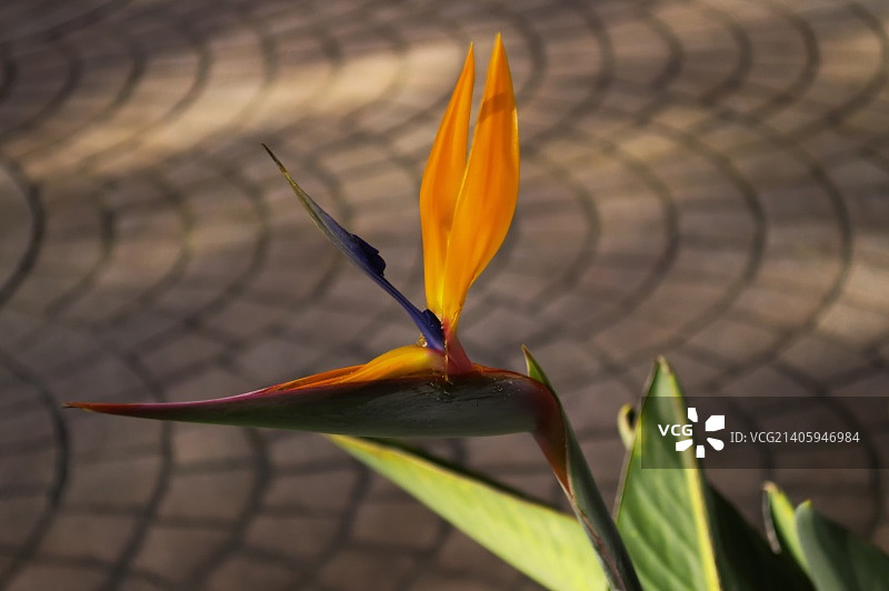 天堂鸟图片素材