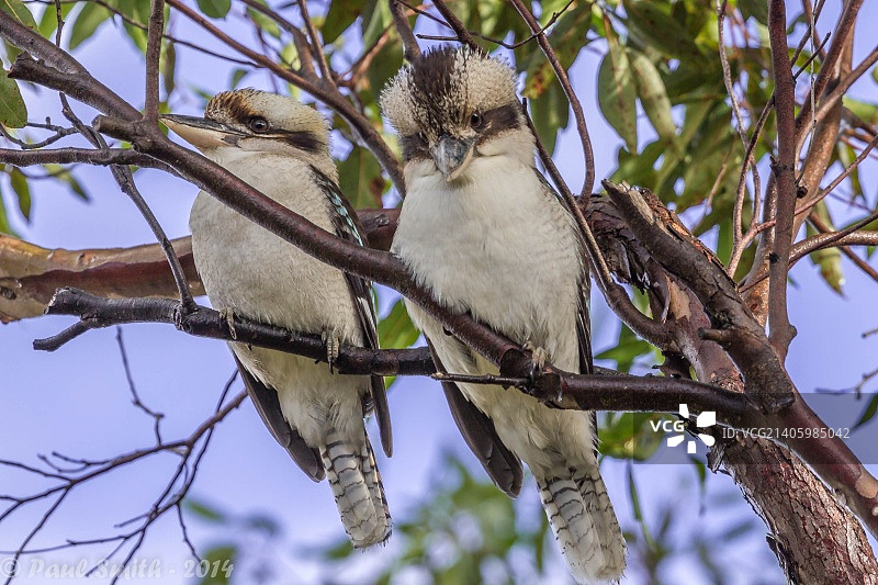 我家前院的两只翠鸟图片素材