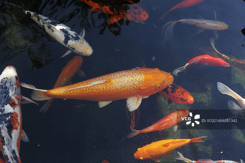 以色列塔布加面包增殖教堂池塘中的锦鲤图片素材