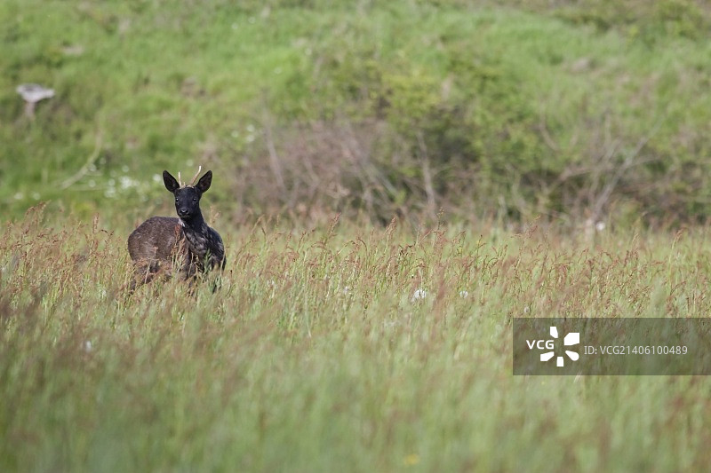 荷兰田野里的黑鹿图片素材