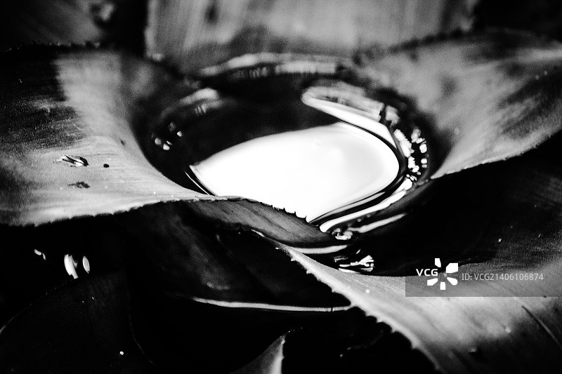 植物水坑图片素材