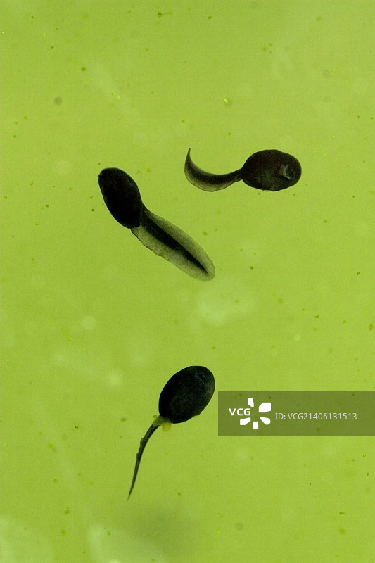 自然保护区德温格尔德费尔德的池塘蝌蚪图片素材