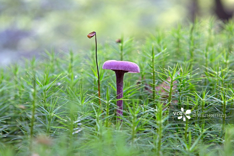秋季荷兰森林中的红甘蓝蘑菇图片素材