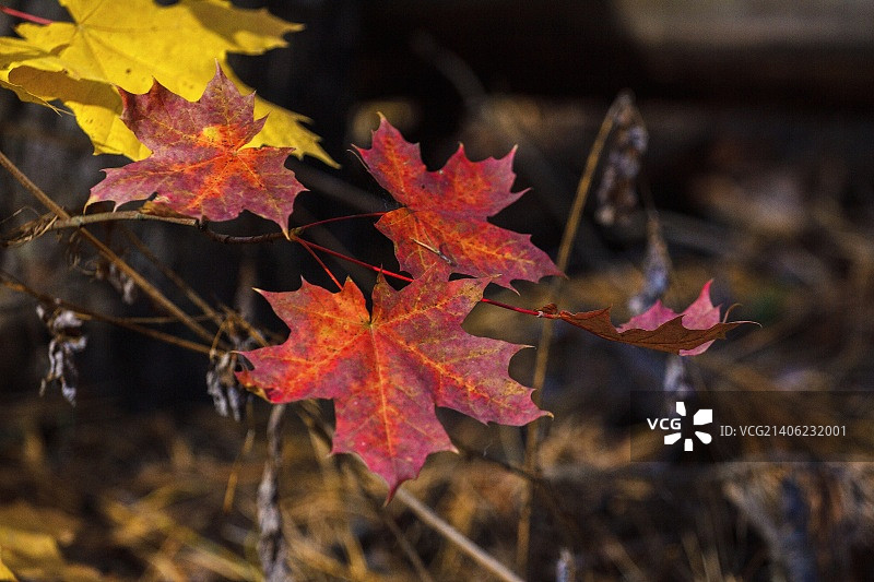 俄罗斯别尔哥罗德图片素材