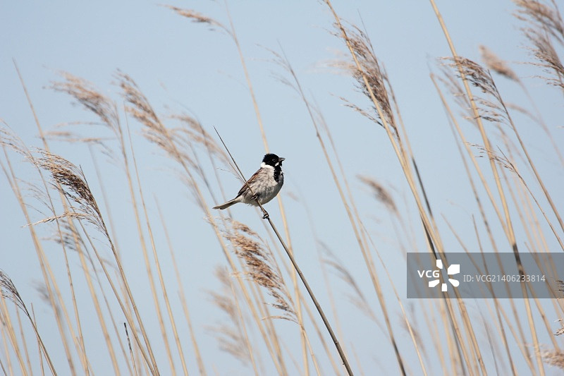 荷兰芦苇丛中唱歌的苇鹀图片素材
