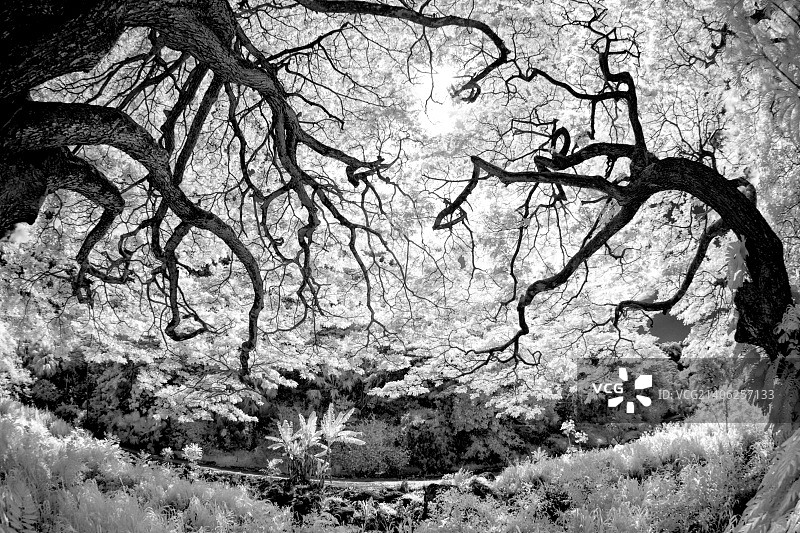 红外，1图片素材