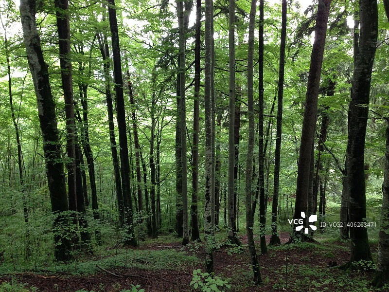 新天鹅堡山坡上的森林图片素材