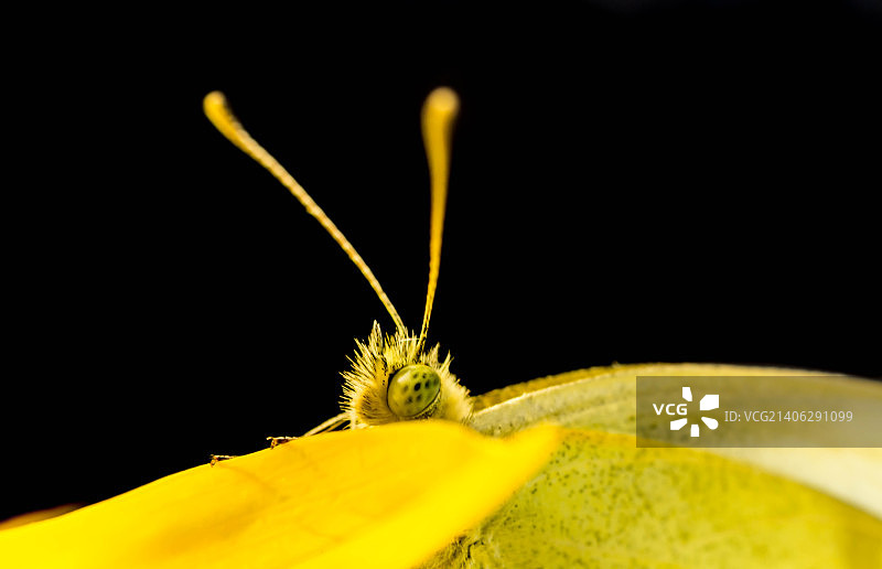 236 - 错位的飞蛾图片素材