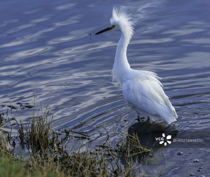 沮丧的雪鹭图片素材