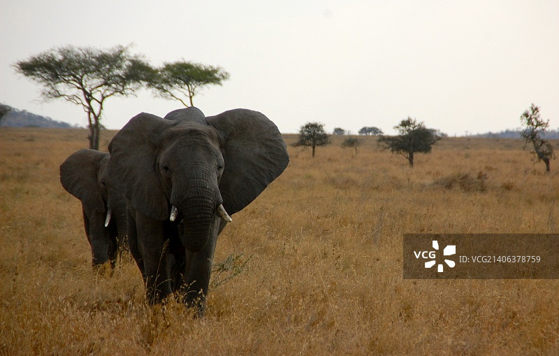 小飞象来了图片素材