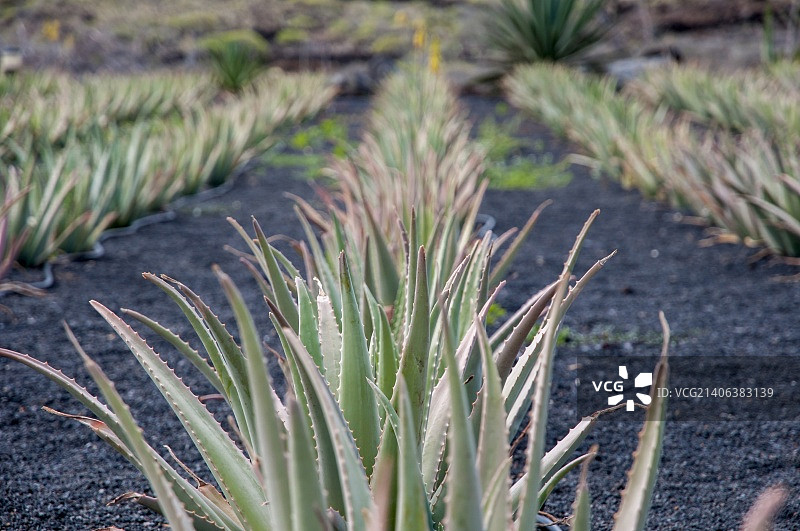 种植芦荟图片素材