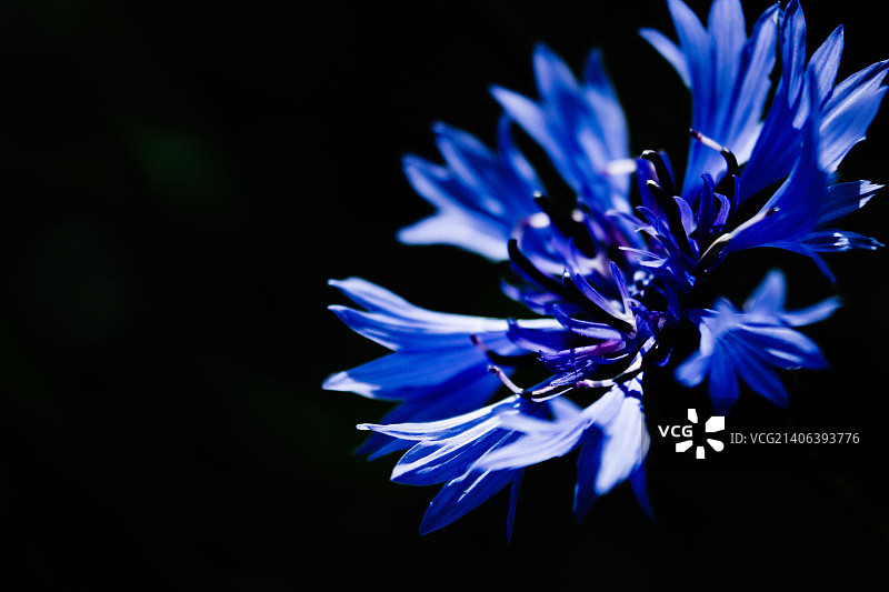 矢车菊图片素材