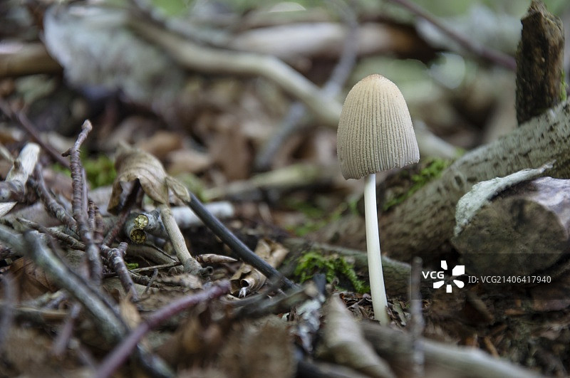 毛头鬼伞图片素材