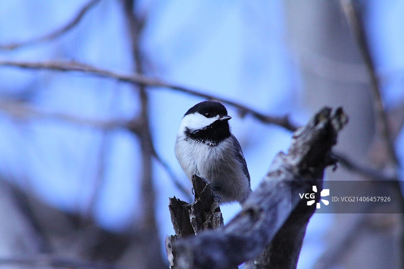 蓝色山雀图片素材