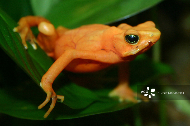 金色曼特拉蛙图片素材