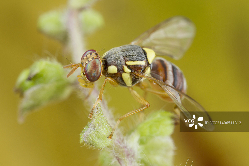 果蝇图片素材