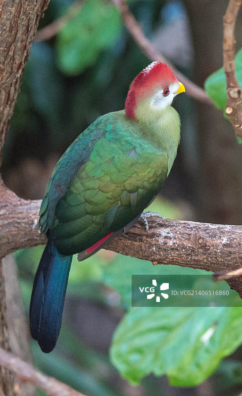 天堂鸟？-2图片素材