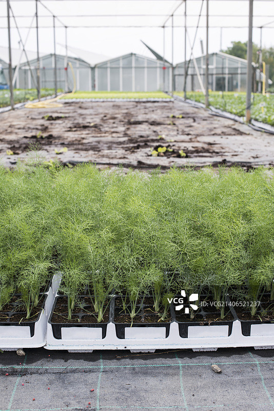 莳萝农场图片素材