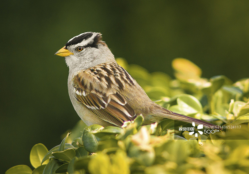 白冠麻雀图片素材